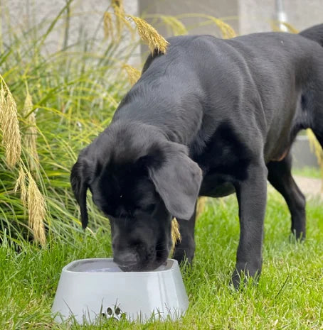 Pet Water Bowl