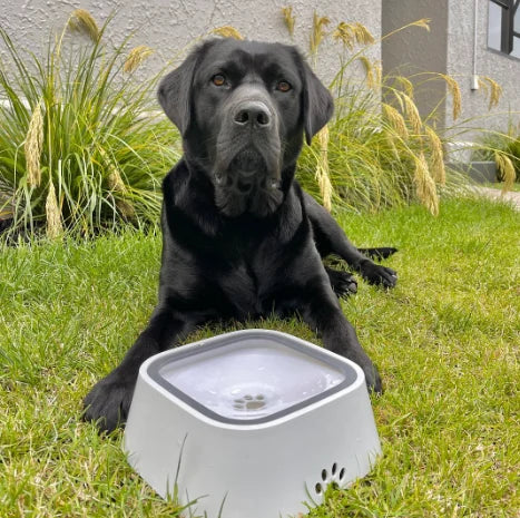 Pet Water Bowl